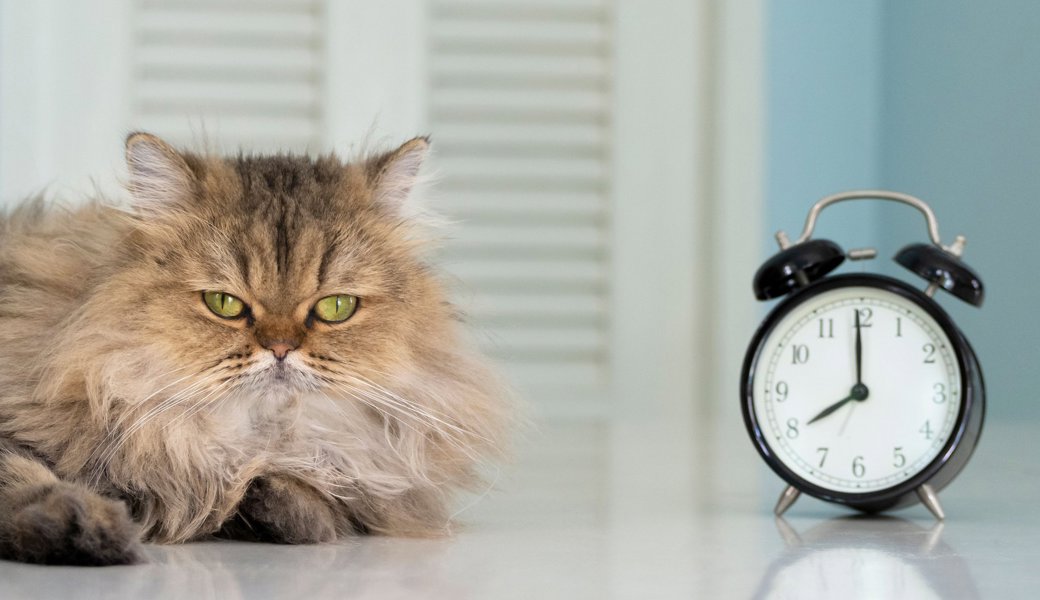 Maunzende Katzen und Rehe im Scheinwerferlicht: So bringt die Zeitumstellung unsere Tiere durcheinander Maunzende Katzen und Rehe im Scheinwerferlicht: So bringt die Zeitumstellung unsere Tiere durcheinander
