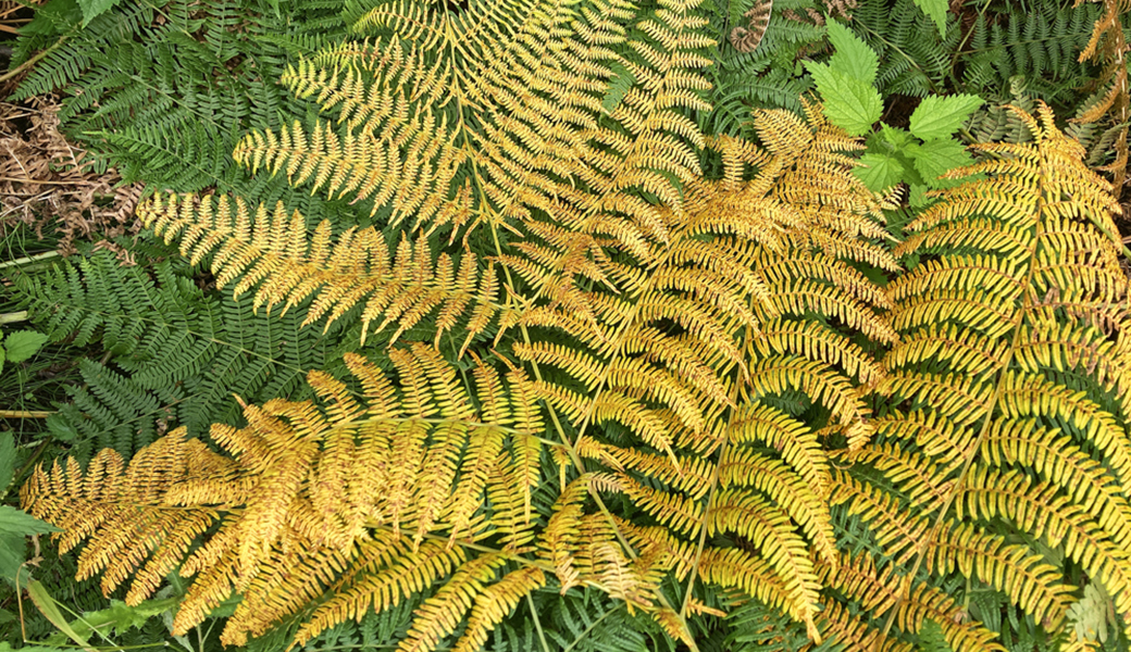 Warum Bäume und Stauden im Herbst ihr Laub verlieren und Nadelbäume nicht Warum Bäume und Stauden im Herbst ihr Laub verlieren und Nadelbäume nicht
