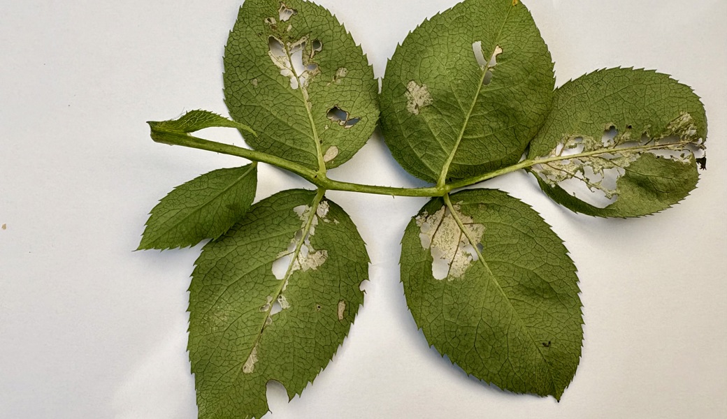Gartentipp: Dünn wie ein Blatt Papier Gartentipp: Dünn wie ein Blatt Papier
