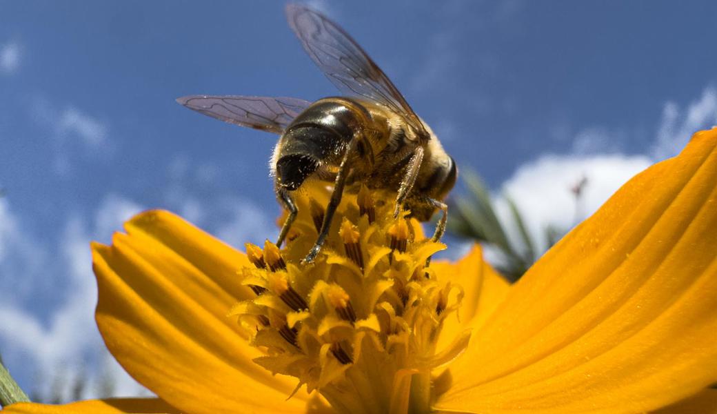 Farbenfrohes Fest der Natur in der Sommerzeit Farbenfrohes Fest der Natur in der Sommerzeit