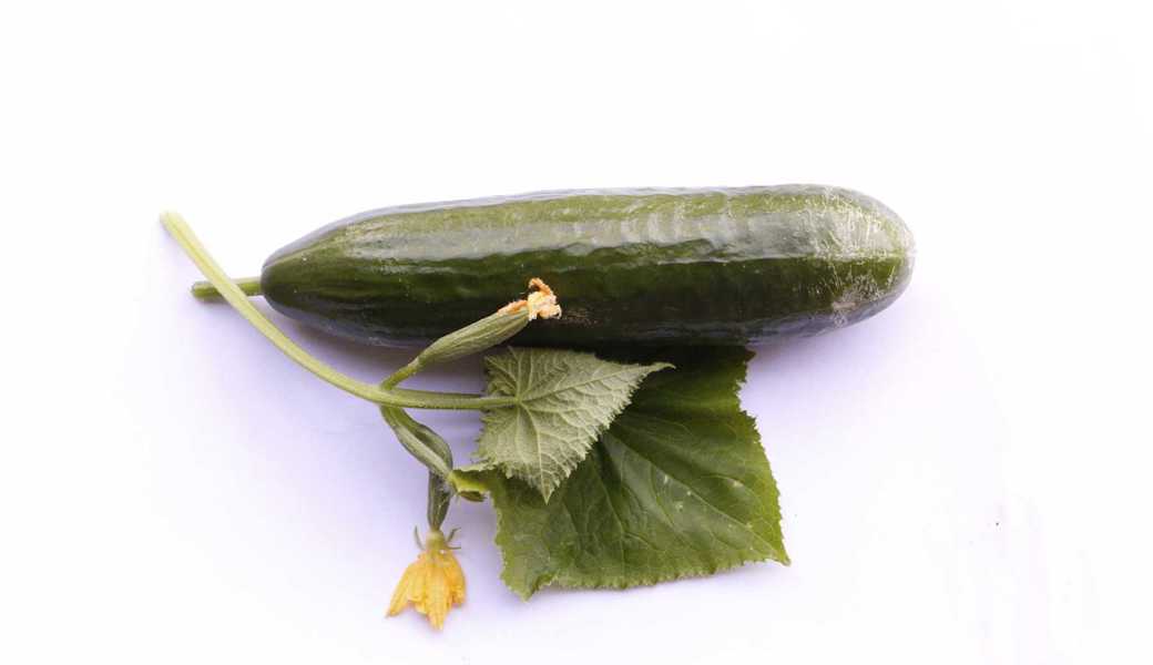 Wasser marsch, aber richtig: Pflanzen brauchen im Sommer grosse Mengen Wasser marsch, aber richtig: Pflanzen brauchen im Sommer grosse Mengen