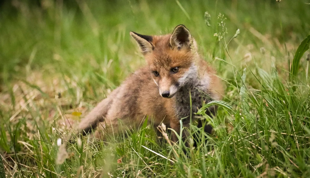 Ein junger Fuchs wurde im Neckertal durch einen Pfeilschuss verletzt.