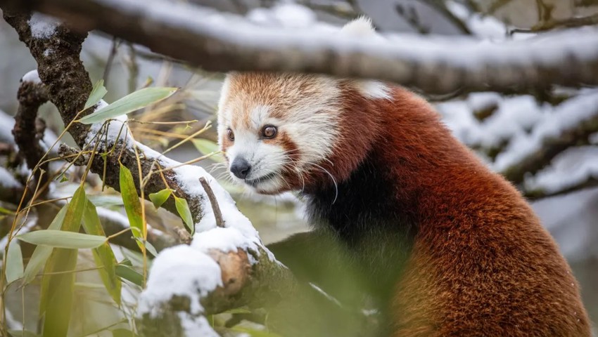 «Panda» heisst auf Nepali schlicht: «Bambusfresser» – was die Kleinen Pandas auch am liebsten fressen.