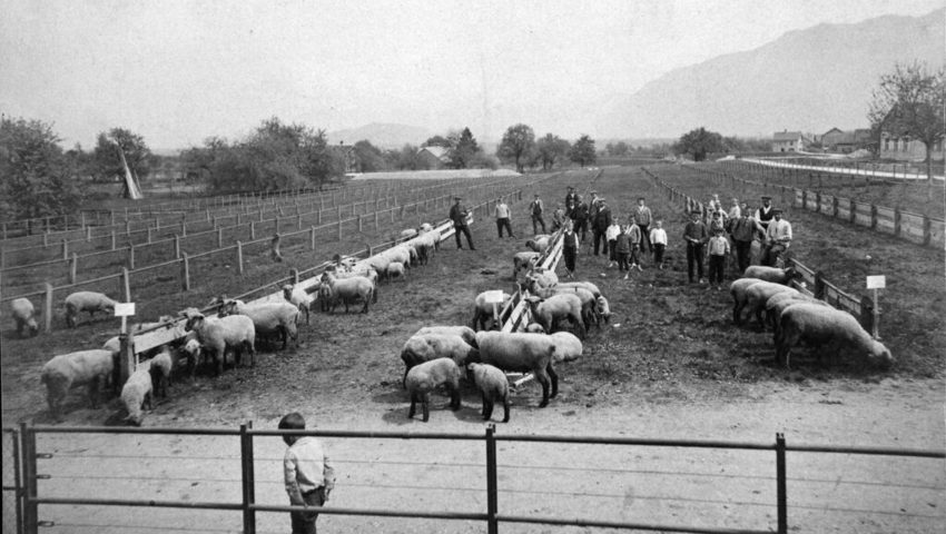  Prämienschau der Schafzuchtgenossenschaft in Grabs im Jahre 1913. Bilder: Archiv Schafzuchtverein Grabs