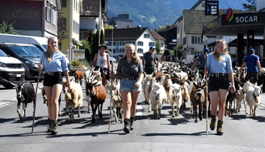 330 Ziegen in Buchs: Alpabfahrt von der Alp Malschüel