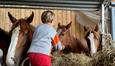 Kinder und Pferdekinder