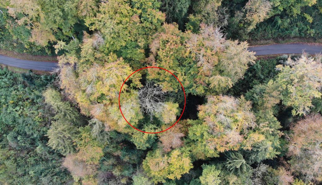 Bäume instabil: Holzschläge zur Sicherheit der Waldbesuchenden