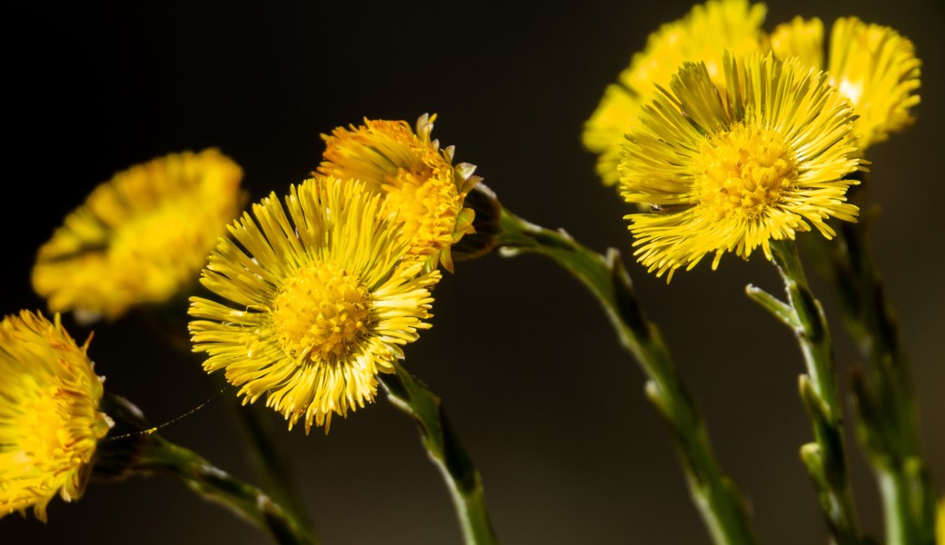 Pflanzen-Aktion: Frühlingserwachen im Garten