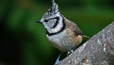 Das Vogelfutterhaus bietet eine interessante Beobachtungsmöglichkeit