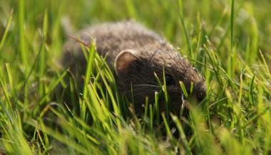 Drei Gemeinden zahlen noch für die Mäusejagd