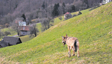 Ein Landwirt ist der Überzeugung: «Der Kanton St. Gallen fürchtet die Wolfsbefürworter»