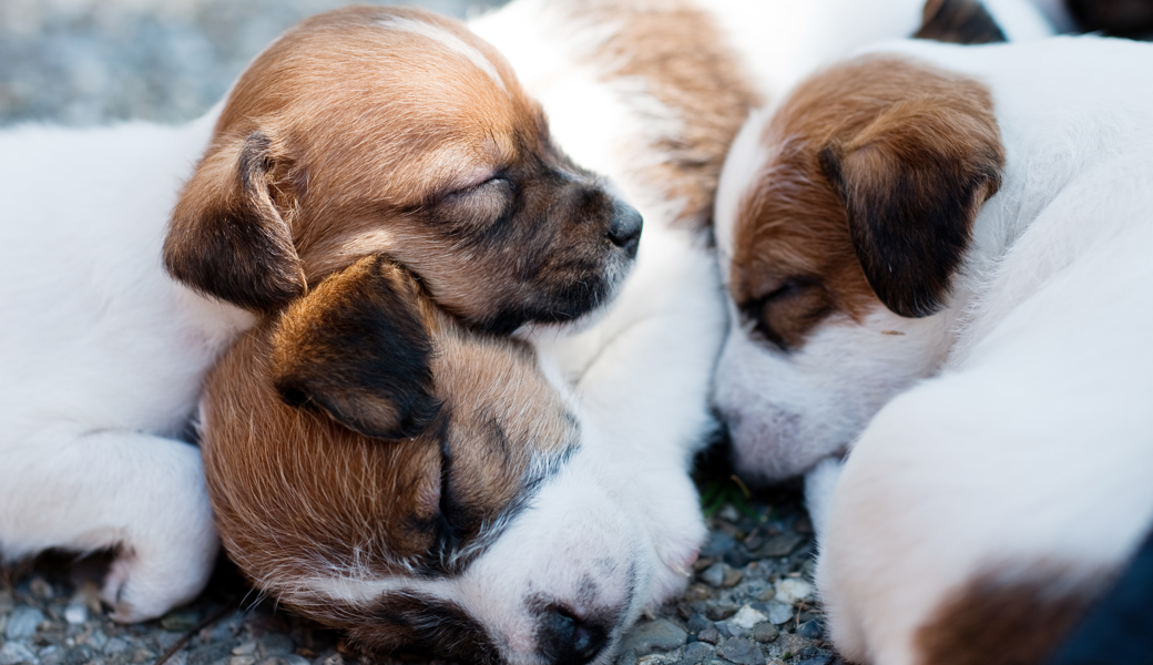 Lokale Tierschützer warnen vor Hundekäufen im Internet