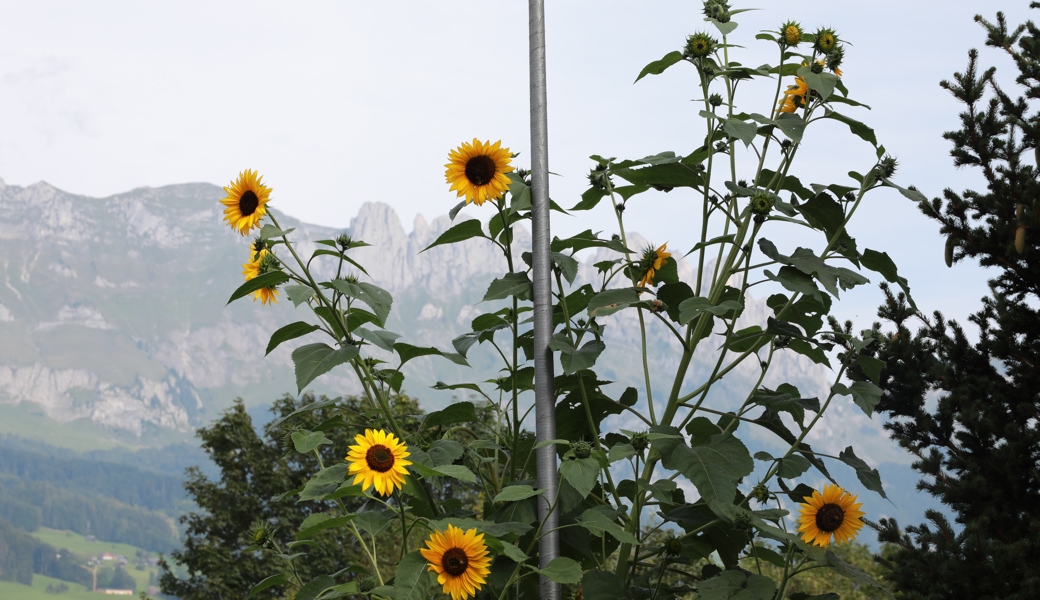 4,5 Meter hoch sind die Sonnenblumen von Annemarie Schulze aus Grabs.