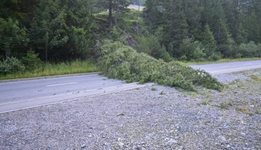 Erneut wurde ein Baum widerrechtlich gefällt – diesmal blockiert er sogar eine Strasse