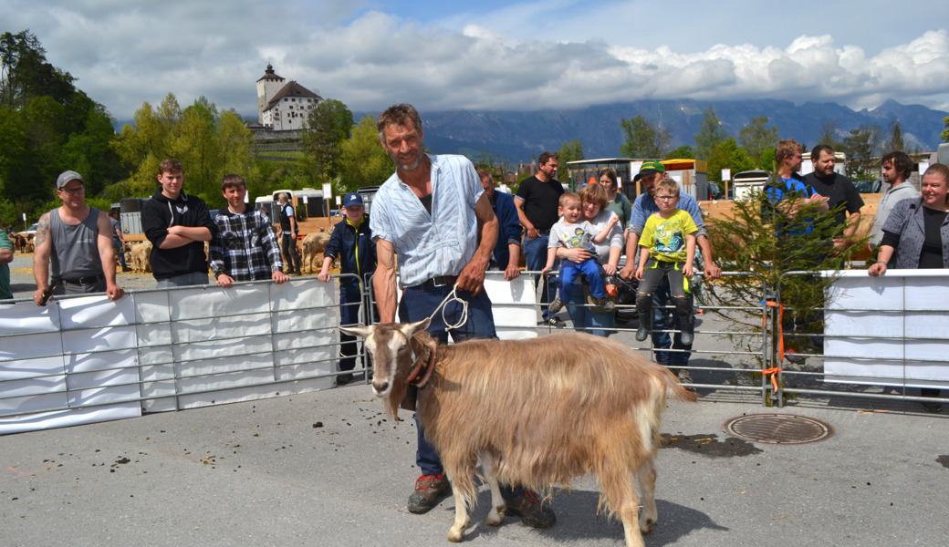 Martin Steingruber, Grabs, mit der neunjährigen Alyna, darf sich über den Miss-Titel bei den Toggenburger Geissen freuen.