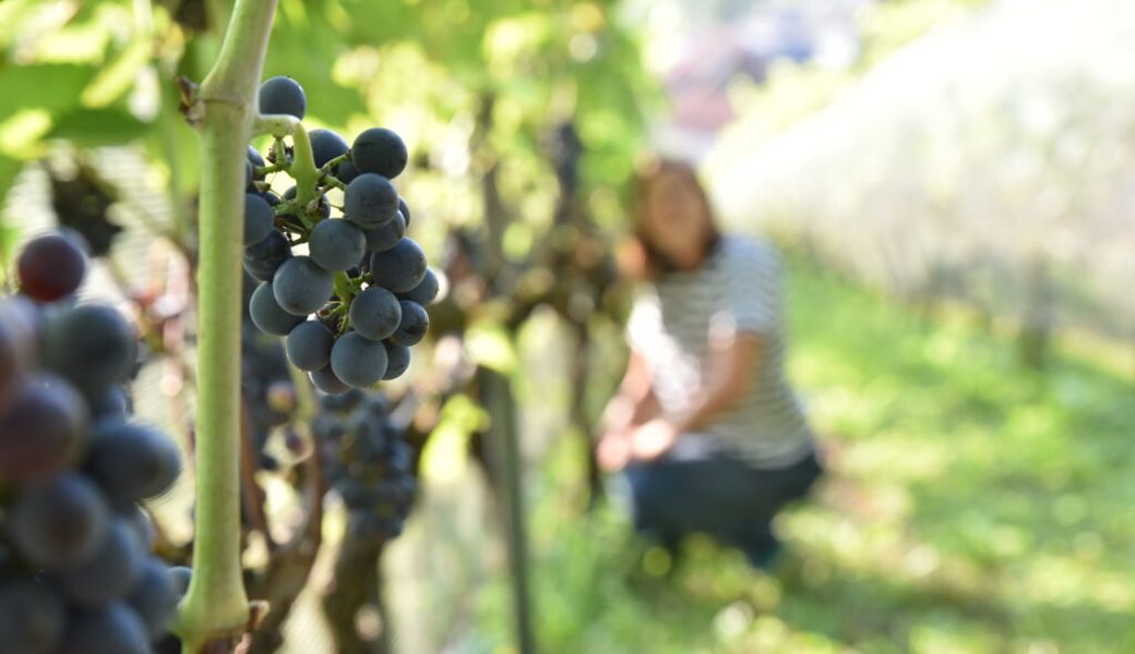 Dank der Hitze und der Trockenheit: Frühe und gute Weinernte wird erwartet