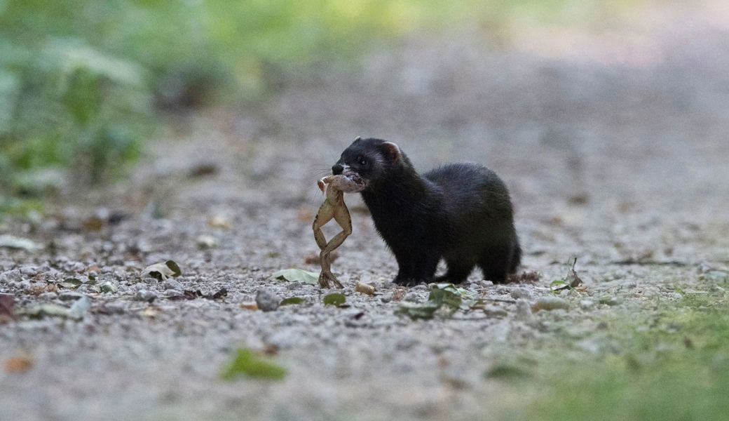 Er ist klein, pelzig und man bekommt ihn kaum je zu Gesicht: Der Pro Natura hat den Iltis zum Tier des Jahres 2024 ernannt.