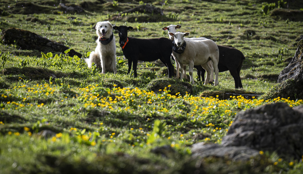 Vertraut: Herdenschutzhund und Schafe.