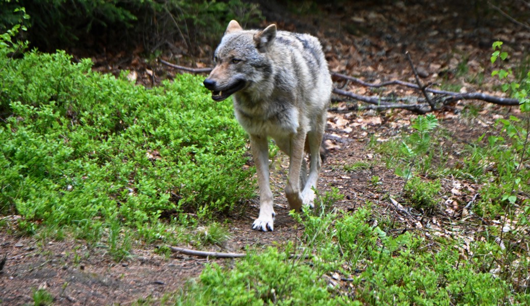 Siedelt sich im Südteil des Kantons St. Gallen an: Der Wolf.