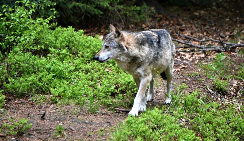  Der Wolf überlebte den Zusammenstoss nicht. 