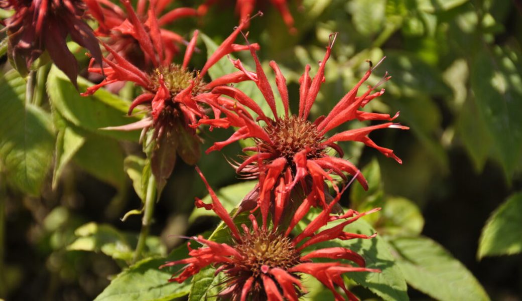  Herrlich blüht die Goldmelisse im Garten – und ist noch dazu begehrte Teepflanze. 