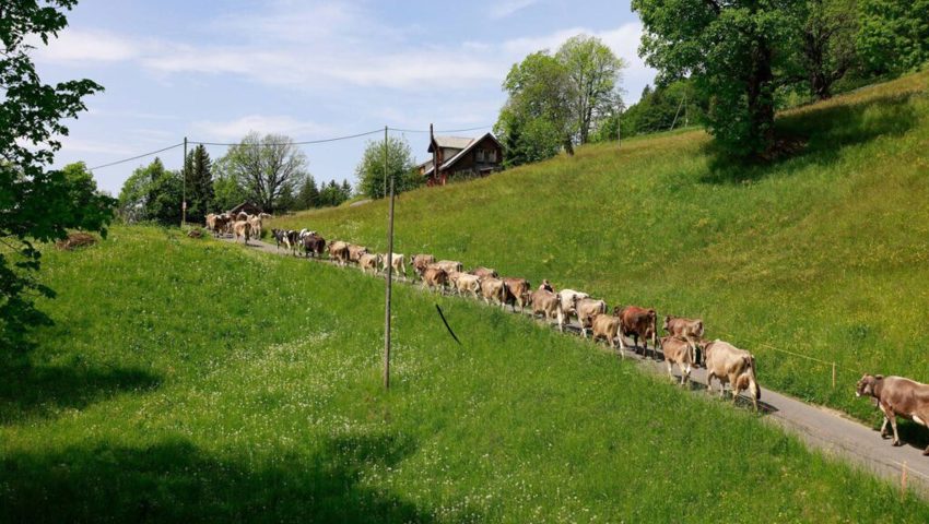  Der Alpaufzug wird bei den meisten Betrieben nächste Woche durchgeführt. 