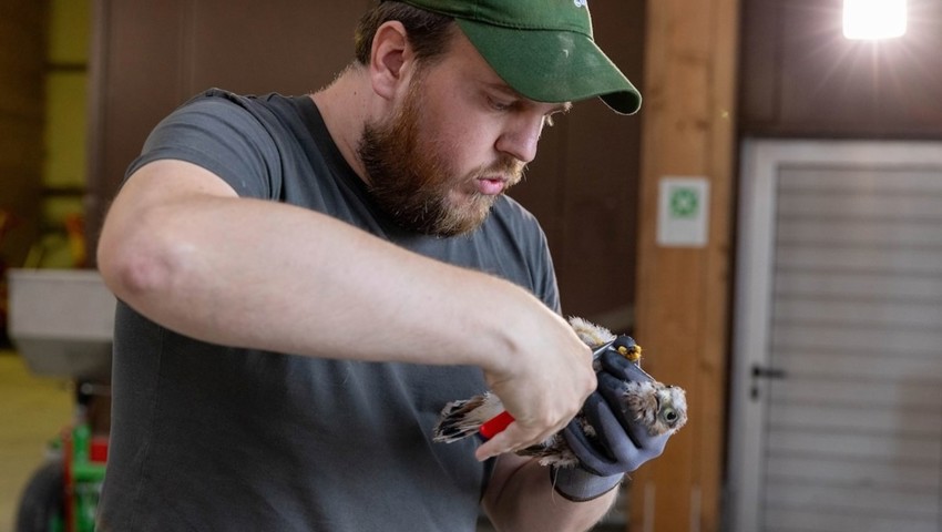 Dominic Frei ist im Umgang mit den Nestlingen geübt: Routiniert legt er den Jungfalken den nummerierten Aluminiumring um den Lauf.