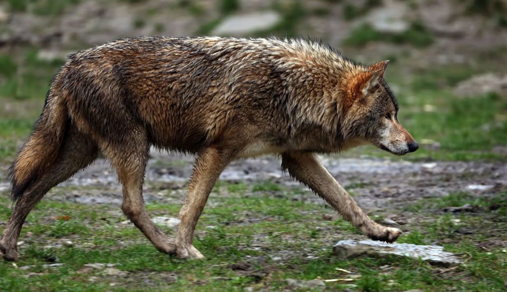 Immer wieder sorgt der Wolf in der Schweiz für Gesprächsstoff. 