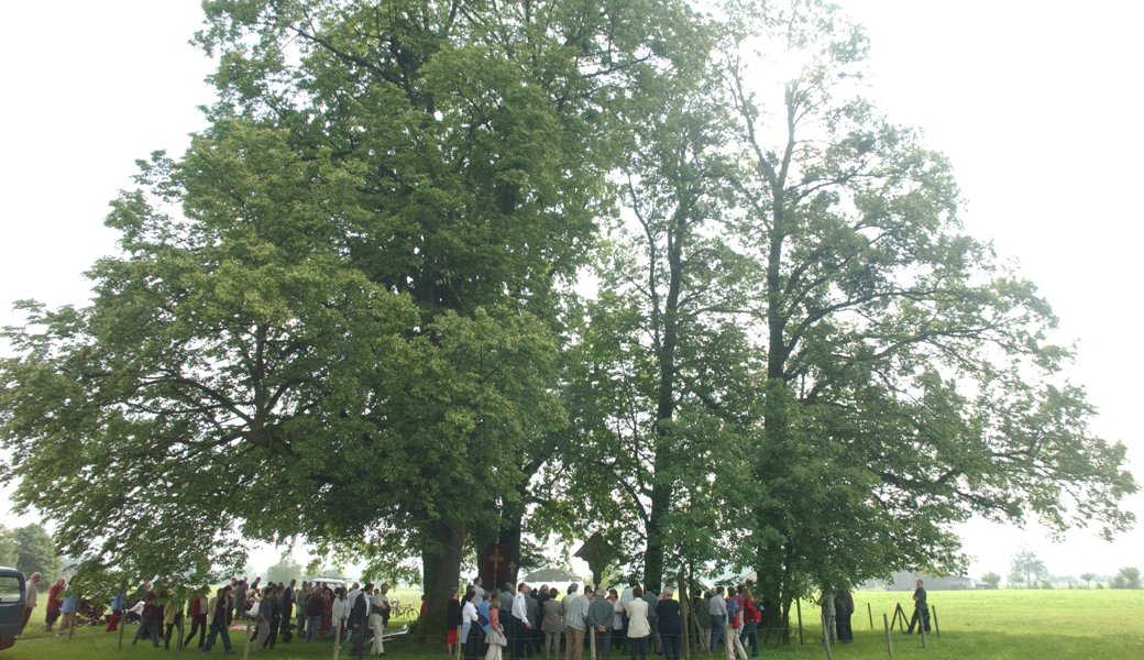 Die Katholische Kirchgemeinde Gams hat ihre Linden auf dem Pilgerplatz vitalisieren lassen, damit sie auch in Zukunft den Besucherinnen und Besuchern der Prozession Schatten spenden. 