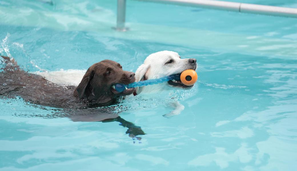 Ein grosses Vergnügen für die Vierbeiner: Hunde durften zum Saisonschluss in der Badi Salez schwimmen.