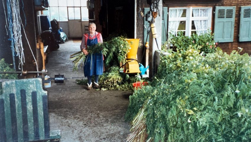  Frieda Zogg beim Hacken von Kerbelkraut für Chörbliwasser.