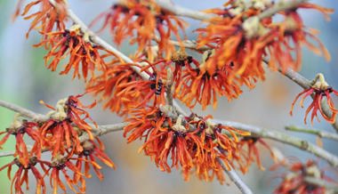 Gartentipp: Der schönste Winterblüher von Gelb über Orange bis Rot