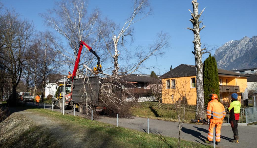 Ein Birkenweg ohne Birken: Bäume aus Sicherheitsgründen gefällt