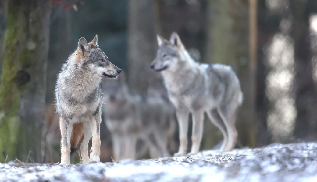 St.Gallen und Gebirgskantone setzen sich durch: Der Wolf soll einfacher gejagt werden können