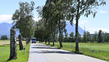 Mehrere Kilometer Allee werden wieder gepflanzt