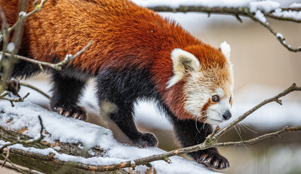 Pandabären ausgebüxt: Suchaktion mit Happy End