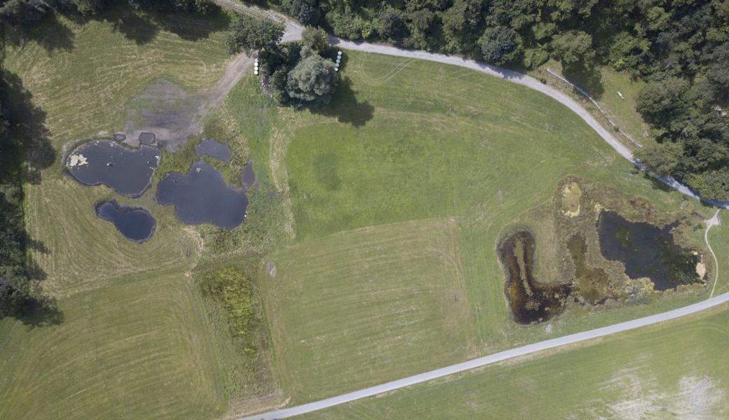 Luftaufnahme des Naturraums Rietli mit erweitertem Weiher und zusätzlicher Feuchtfläche. 