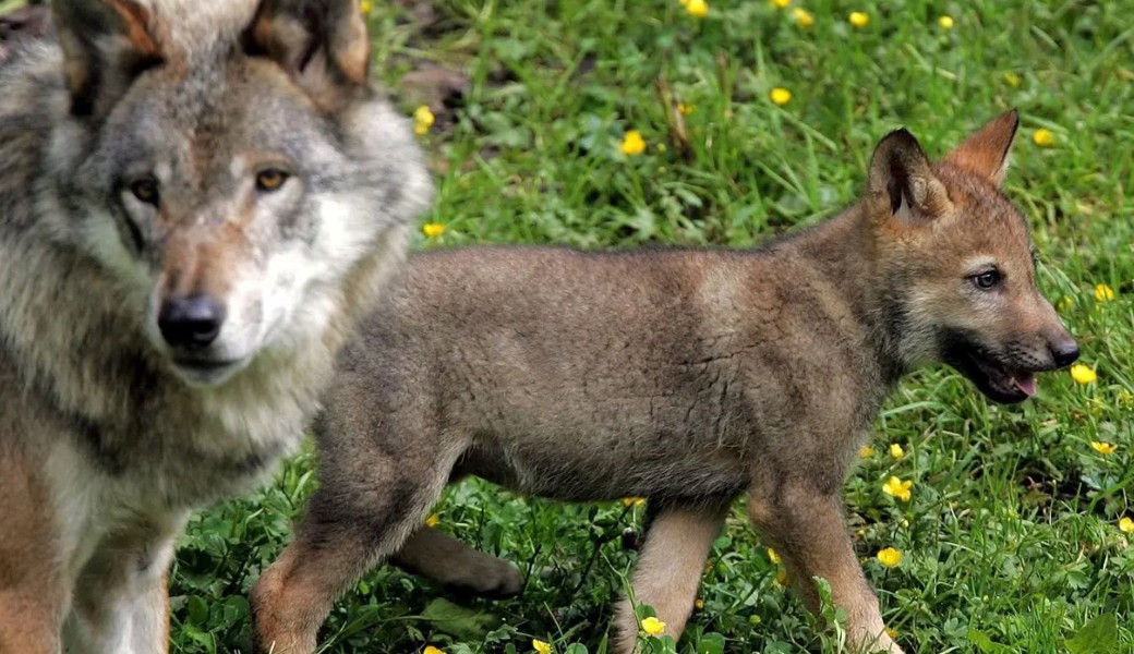 Im Kanton St.Gallen kommt es immer wieder zu Wolfsrissen – und zu Abschüssen von Tieren.