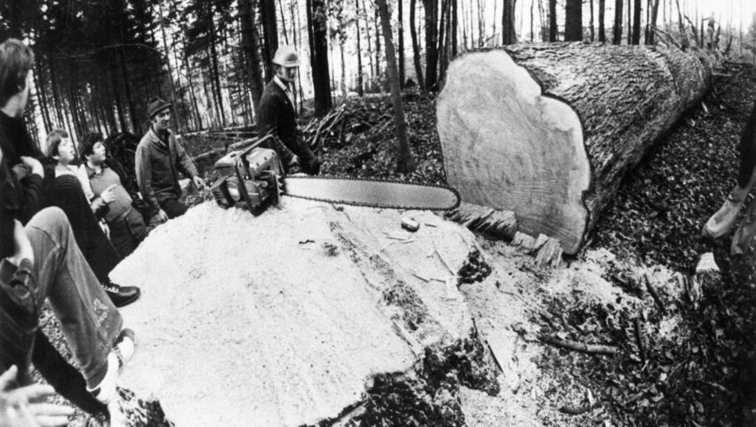  Am 9. November musste die grosse Weisstanne am Buchserberg gefällt werden.