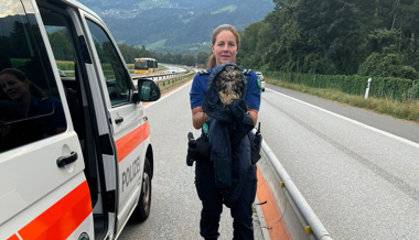 Polizei rettet Uhu vom Überholstreifen der A13