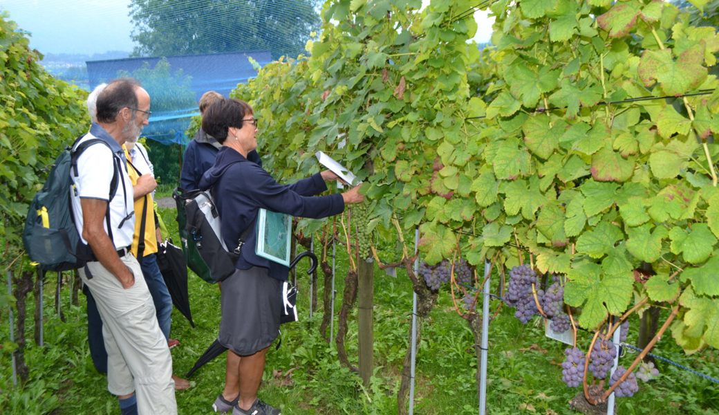  Auf dem Parcours durch den Rebberg wird bei der Station «Rosenkranzrebe» mit Hilfe der Unterlagen Mass genommen.