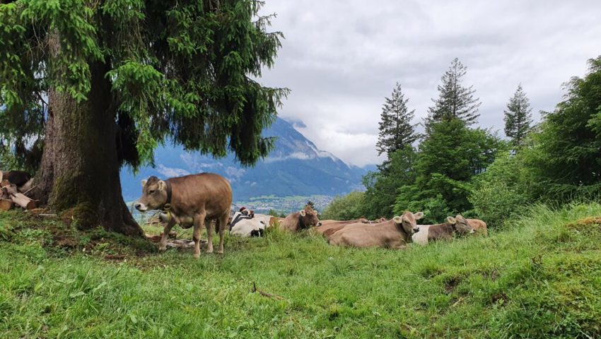  Der Schnee in den oberen Lagen ist weitgehend weggeschmolzen. Das Vieh freut sich auf den Alpsommer. 