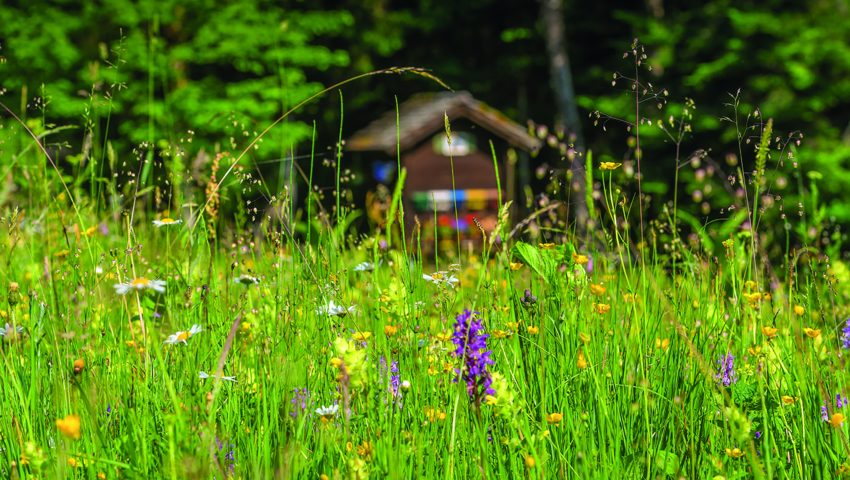  Ein vielfältiges Blütenangebot von Frühling bis Herbst ist elementar für die Bienen. 