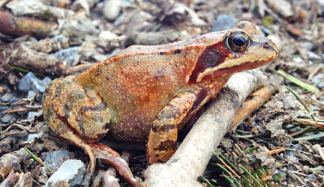 Die laichbereiten Grasfrösche tauchen wieder auf.