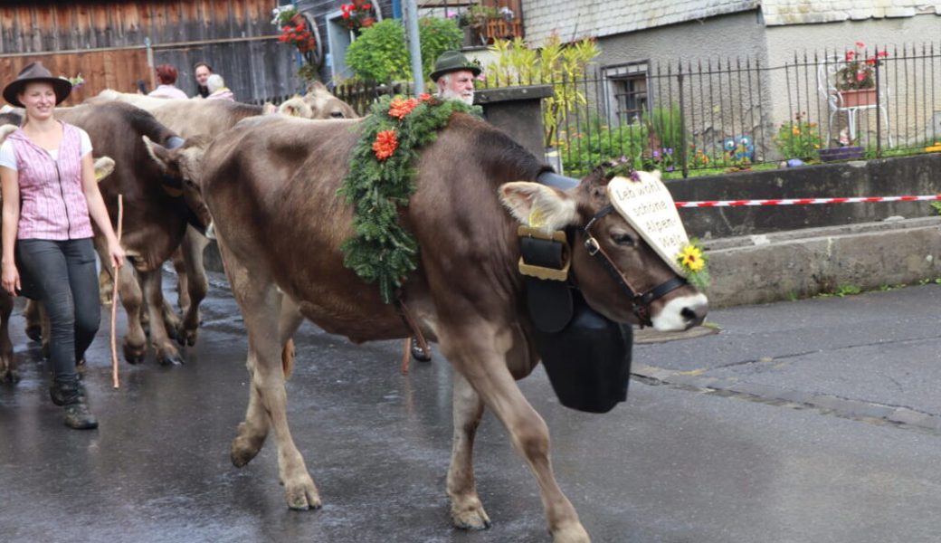  Leb wohl schöne Alpenwelt: Die Vorfreude auf die nächste Alpsaison steht so manchem Tier förmlich ins Gesicht geschrieben. Bilder: Michael Kyburz