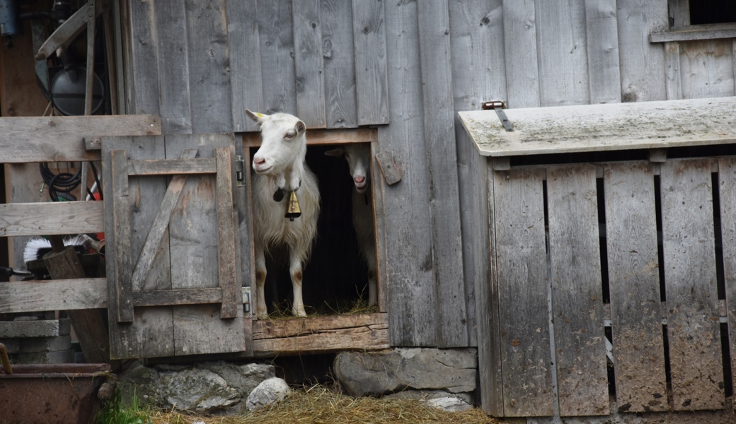  Kantonsrat sieht eine uralte Tradition gefährdet: Ein Alpgebäude im Toggenburg. 