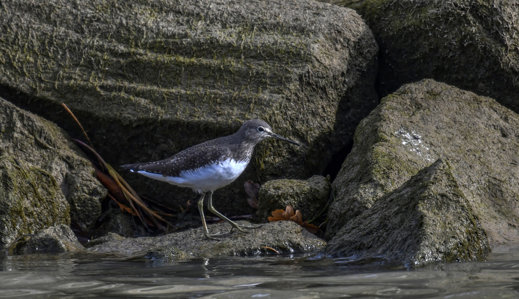  Der Waldwasserläufer mit starken Kontrasten. 