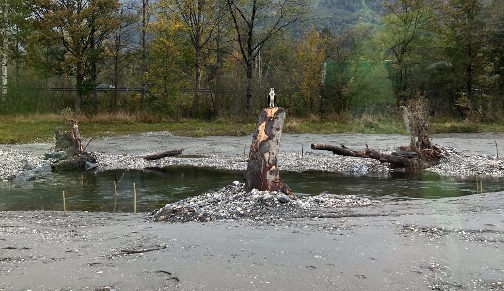 Majestätischer Gast im revitalisierten Binnenkanal in Sevelen: Der Fischadler ist ein Zeichen für eine intakte Umwelt. 