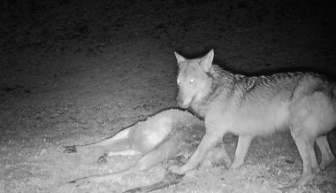 Wolfspaar gesichtet: Gibt es bald ein Rudel im Werdenberg?