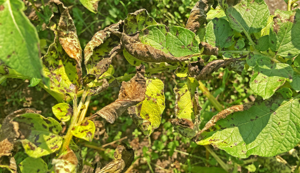 Kartoffeln sind von der Kartoffel-Krautfäule bedroht